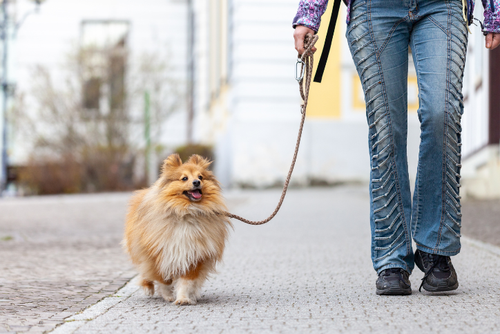Pet sitter walking dog on the street